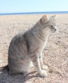 /album/ine/macka-egypt-1-jpg1/